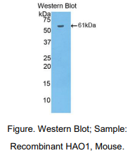 https://msimg.bioon.com/bionline/goods-no-pic.png