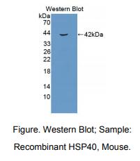 小鼠热休克蛋白40(HSP40)多克隆抗体