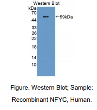 https://msimg.bioon.com/bionline/goods-no-pic.png