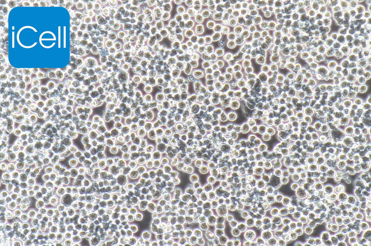 Sp2/O-Ag14细胞/Sp2/OAg14细胞/Sp2O-Ag14细胞/Sp2OAg14细胞/Sp2/O-Ag14/Sp2O-Ag14/小鼠骨髓瘤细胞