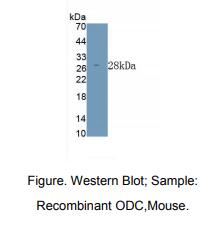 小鼠鸟氨酸脱羧酶(ODC)多克隆抗体