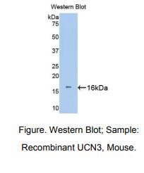 小鼠尿皮质素3(UCN3)多克隆抗体