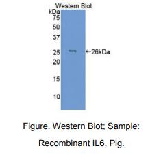 猪白介素6(IL6)多克隆抗体