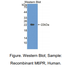 https://msimg.bioon.com/bionline/goods-no-pic.png