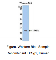 人类胰蛋白酶γ1(TPSg1)多克隆抗体