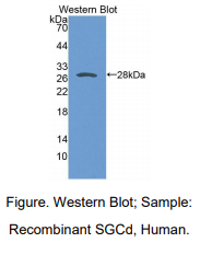 https://msimg.bioon.com/bionline/goods-no-pic.png