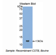 牛半胱氨酸蛋白酶抑制剂B(CSTB)多克隆抗体