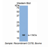 https://msimg.bioon.com/bionline/goods-no-pic.png