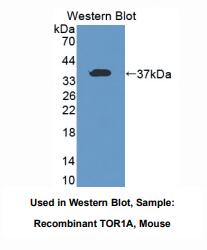 小鼠耐扭蛋白1A(TOR1A)多克隆抗体