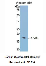 大鼠乳铁传递蛋白(LTF)多克隆抗体