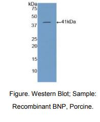 猪脑钠素(BNP)多克隆抗体