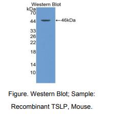 小鼠胸腺基质淋巴细胞生成素(TSLP)多克隆抗体