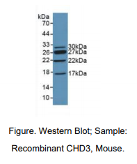小鼠染色质域解旋酶DNA结合蛋白3(CHD3)多克隆抗体
