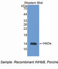 猪抑制素βB(INHbB)多克隆抗体