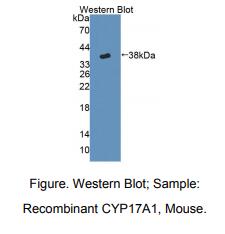 小鼠细胞色素P450 17A1(CYP17A1)多克隆抗体