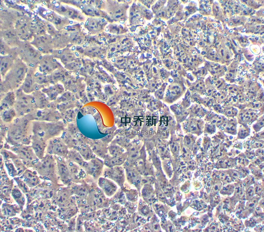 小鼠畸胎瘤细胞P19