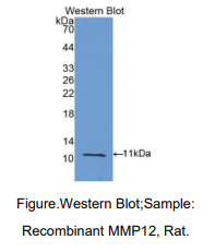 大鼠基质金属蛋白酶12(MMP12)多克隆抗体