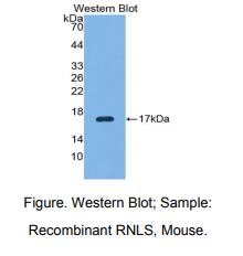 小鼠肾酶(RNLS)多克隆抗体
