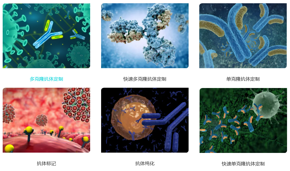 多克隆抗体及单克隆抗体制备