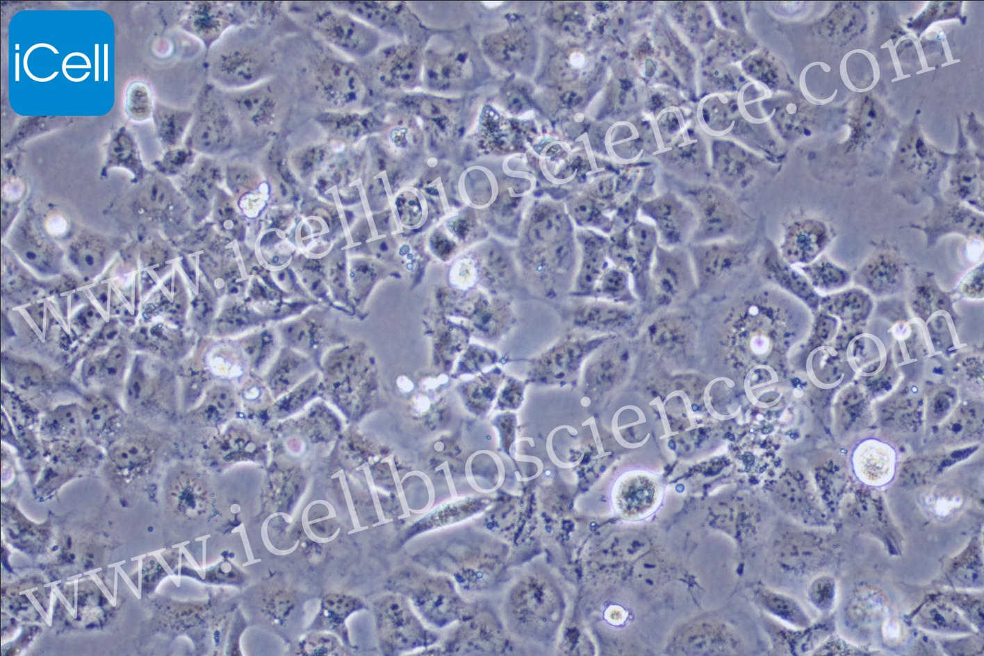 https://img.medsci.cn/5f561f9d1966c8a40c069b97fcac23b82666d7612246dbae75064de0bed04333.png