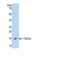 小鼠表面活性物质关联蛋白C(SP-C)多克隆抗体