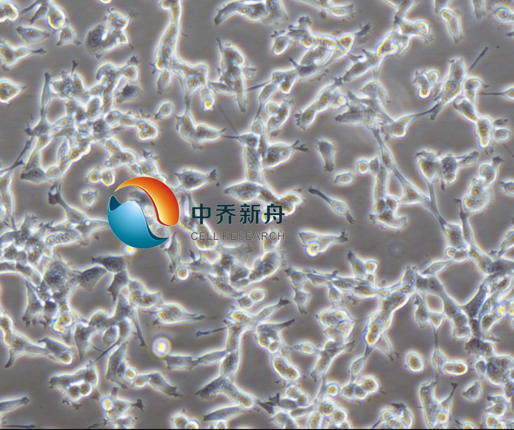 小鼠结肠癌细胞