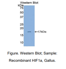 鸡低氧诱导因子1α(HIF1a)多克隆抗体