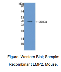 https://msimg.bioon.com/bionline/goods-no-pic.png