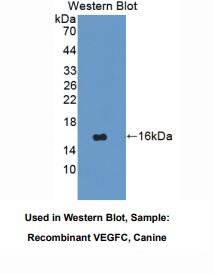 犬血管内皮生长因子C(VEGFC)多克隆抗体