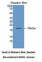 人核分布基因C同源物(NUDC)多克隆抗体