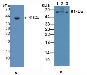 大鼠硫酸软骨素蛋白多糖5(CSPG5)多克隆抗体