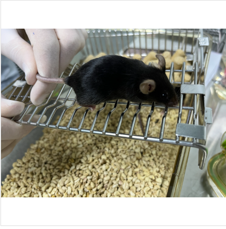 P2新冠假病毒动物攻毒保护实验（不含转基因小鼠）