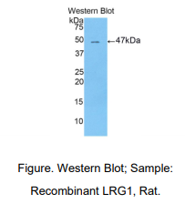 大鼠亮氨酸丰富α2-糖蛋白1(LRG1)多克隆抗体