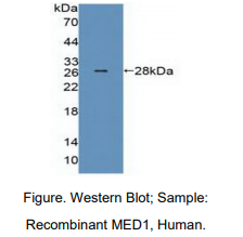 人调停蛋白复合体亚基1(MED1)多克隆抗体