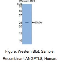 人血管生成素样蛋白8(ANGPTL8)多克隆抗体