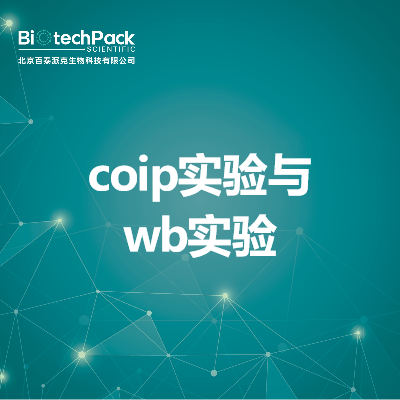 coip实验与wb实验