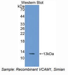 恒河猴血管细胞粘附分子1(VCAM1)多克隆抗体