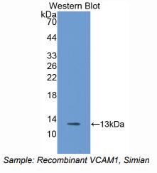 https://msimg.bioon.com/bionline/goods-no-pic.png