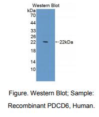人细胞程序性死亡蛋白6(PDCD6)多克隆抗体