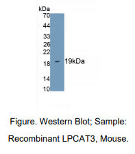 小鼠溶血卵磷脂酰基转移酶3(LPCAT3)多克隆抗体