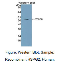 人硫酸肝素蛋白聚糖2(HSPG2)多克隆抗体