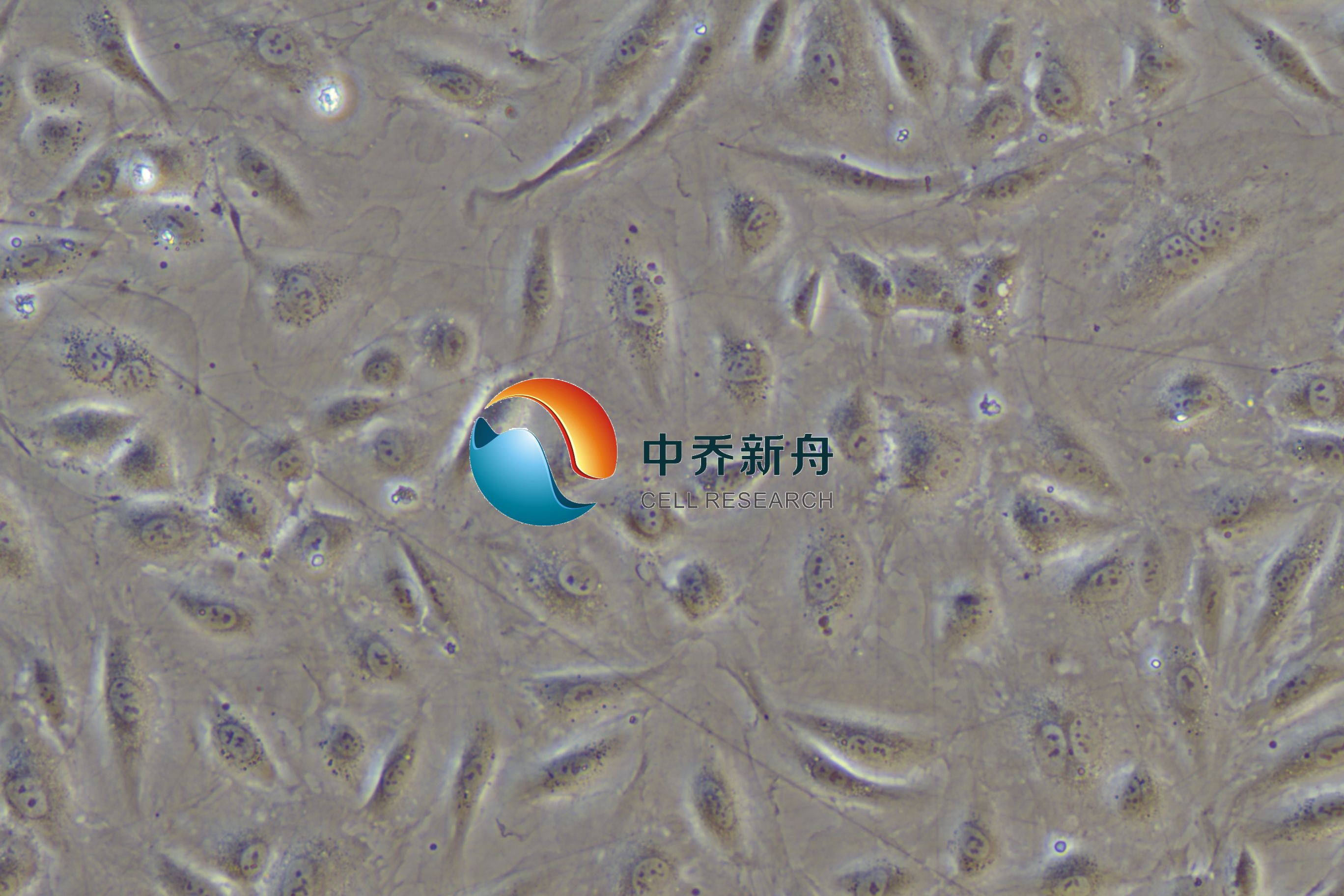 人视网膜内皮细胞