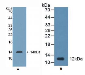 大鼠三叶因子1(TFF1)多克隆抗体