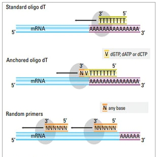 CircRNA RT-qPCR检测