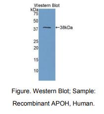 人载脂蛋白H(APOH)多克隆抗体