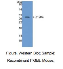 小鼠整合素β5(ITGb5)多克隆抗体