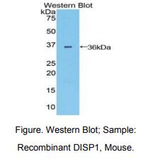 小鼠无补缀同源物1(DISP1)多克隆抗体