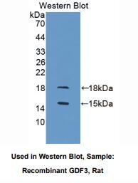 大鼠生长分化因子3(GDF3)多克隆抗体