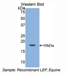 马瘦素(LEP)多克隆抗体
