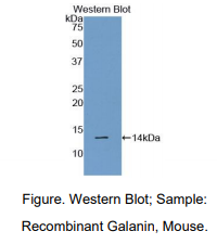 小鼠甘丙肽(GAL)多克隆抗体